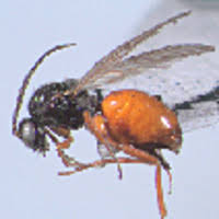 Attēlu rezultāti vaicājumam “Diplolepis bicolor”