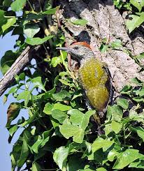 Attēlu rezultāti vaicājumam “Picus viridis nest”