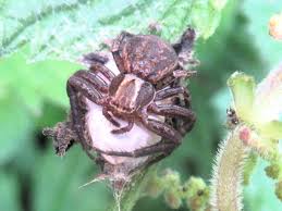Attēlu rezultāti vaicājumam “Xysticus bifasciatus female”