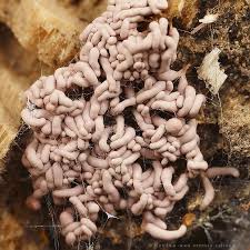 Attēlu rezultāti vaicājumam “Arcyria stipata macro”