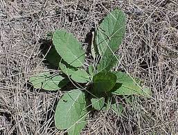 Image result for Salvia pratensis
