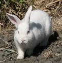 Albino Rabbit. albino rabbit