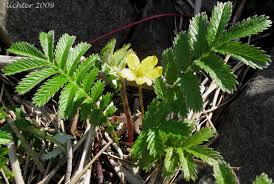 Image result for Potentilla anserina