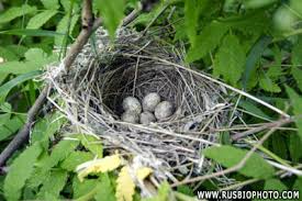 Attēlu rezultāti vaicājumam “Sylvia borin eggs”