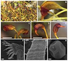 Attēlu rezultāti vaicājumam “Dicranella staphylina”