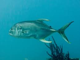 Image result for Caranx hippos