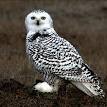 220px-Snowy_Owl_Barrow_Alaska.jpg