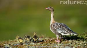 Attēlu rezultāti vaicājumam “Anser brachyrhynchus”