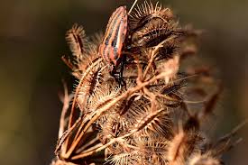 Attēlu rezultāti vaicājumam “Graphosoma lineatum imago”