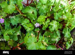 Attēlu rezultāti vaicājumam “Geraniaceae”