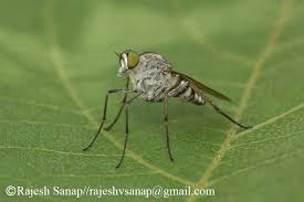 Attēlu rezultāti vaicājumam “Therevidae”