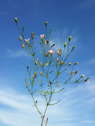 Attēlu rezultāti vaicājumam “Gypsophila muralis”