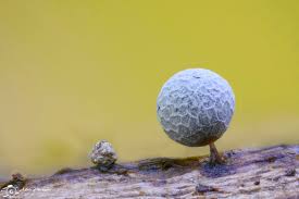 Attēlu rezultāti vaicājumam “Diderma ochraceum macro”