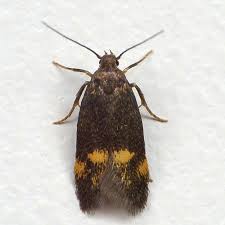 Attēlu rezultāti vaicājumam “Borkhausenia minutella”