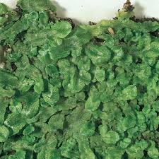 Attēlu rezultāti vaicājumam “Conocephalum”