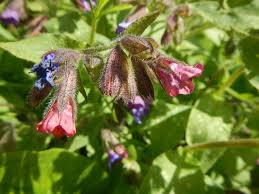 Image result for Pulmonaria officinalis