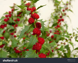 Image result for chenopodium foliosum