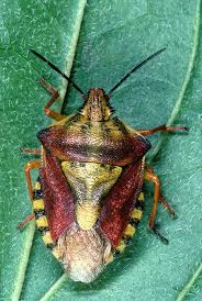 Attēlu rezultāti vaicājumam “Carpocoris purpureipennis”