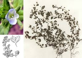 Attēlu rezultāti vaicājumam “Veronica agrestis”