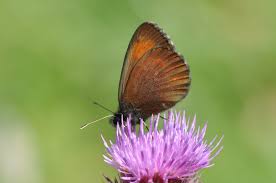 Attēlu rezultāti vaicājumam “Euura acutifoliae”