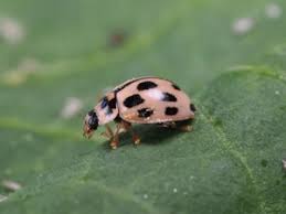 Attēlu rezultāti vaicājumam “Propylea quatuordecimpunctata”