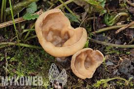 Attēlu rezultāti vaicājumam “Disciotis venosa”