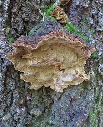 Attēlu rezultāti vaicājumam “Phellinus pini”