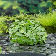 Attēlu rezultāti vaicājumam “Hydrocotyle vulgaris”