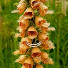 Image result for Digitalis ferruginea