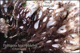 Attēlu rezultāti vaicājumam “Peltigera leucophlebia”