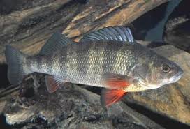 Image result for Perca flavescens