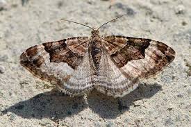 Attēlu rezultāti vaicājumam “Xanthorhoe biriviata”