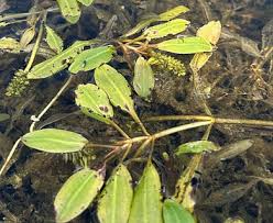 Attēlu rezultāti vaicājumam “Potamogeton gramineus”