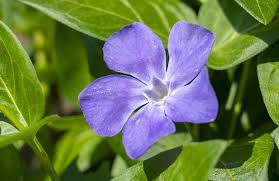 Attēlu rezultāti vaicājumam “Vinca minor leaf”