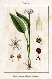 Attēlu rezultāti vaicājumam “Allium ursinum leaf”