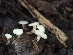 Attēlu rezultāti vaicājumam “Hymenoscyphus fructigenus”