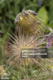 Attēlu rezultāti vaicājumam “Pulsatilla pratensis bud”