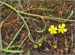 Attēlu rezultāti vaicājumam “Ranunculus flammula leaf”