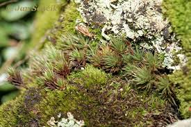 Attēlu rezultāti vaicājumam “Polytrichum piliferum”