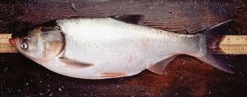 Image result for Hypophthalmichthys molitrix