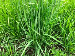 Attēlu rezultāti vaicājumam “Alopecurus pratensis fruit”