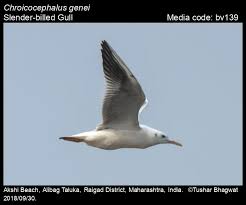 Image result for Chroicocephalus genei