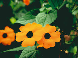 Image result for schwarzäugige Susanne