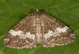 Attēlu rezultāti vaicājumam “Perizoma affinitata”