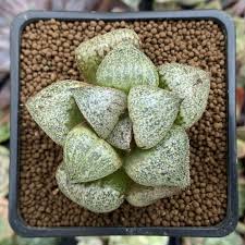 Image result for Haworthia