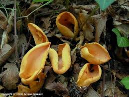 Attēlu rezultāti vaicājumam “Otidea onotica”