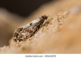 Attēlu rezultāti vaicājumam “Nemapogon cloacella”