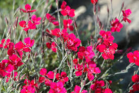Attēlu rezultāti vaicājumam “Dianthus deltoides”