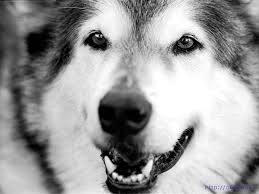 images?q=tbn:ANd9GcSmbsOi0FgkFQmE-MFUMHZkMi1WK5jXgxCtkOE5ptTA3KGKuTlWkQ