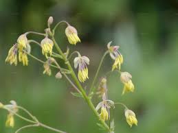 Attēlu rezultāti vaicājumam “Thalictrum minus”